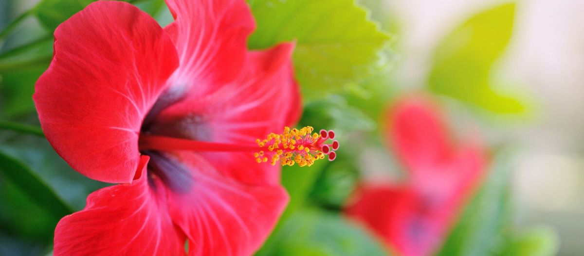 Fotolia_Aloha-_L_cut_2_preview