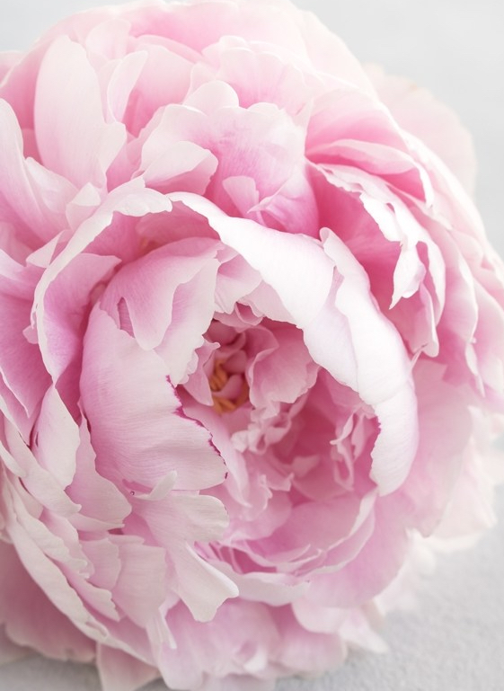 pfingstrose-rosa-fotografieren